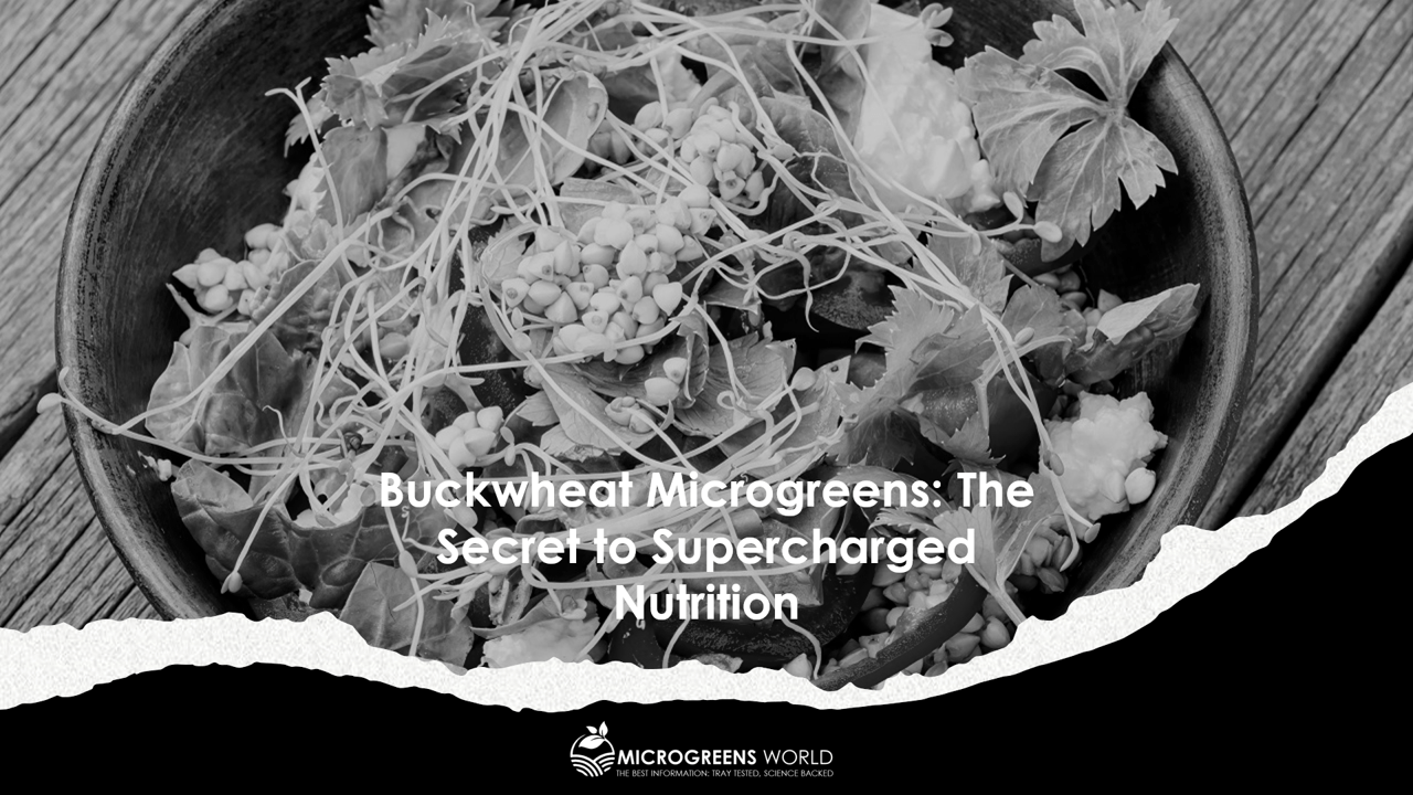 Why Chefs Love Them A Look at Buckwheat Microgreens Nutrition