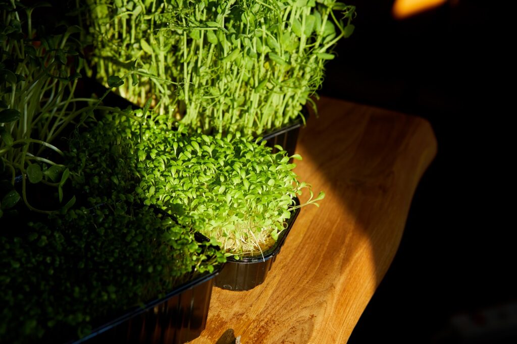 Trays of different microgreens crowded together on a live edge wooden slab, hard afternoon light across the cress and pea shoots, the rest of the table dark.