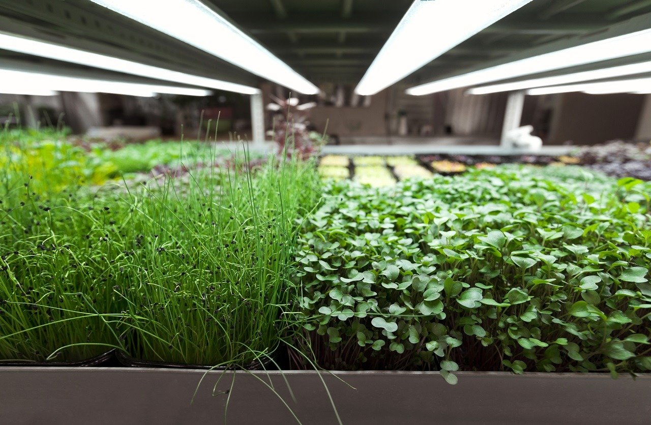 Different types of microgreens growing under LED lights