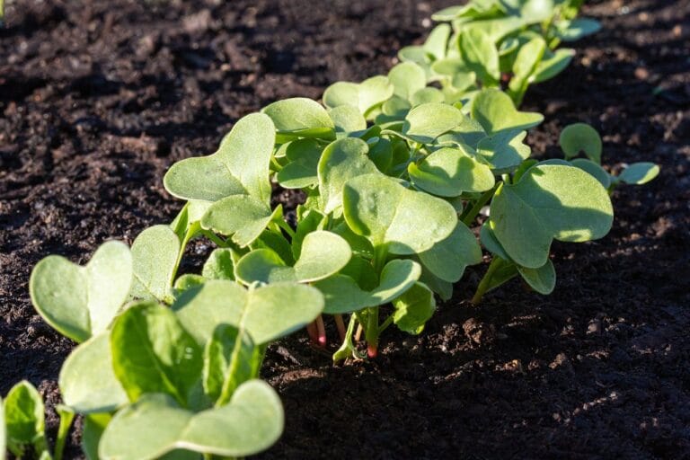 A row of radish microgreens in dark soil under low side light, broad paired cotyledons on short stems, several stems showing pink at the base.