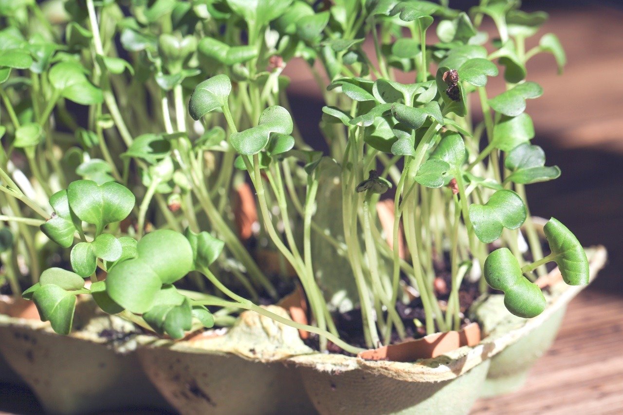 Healthy Microgreens