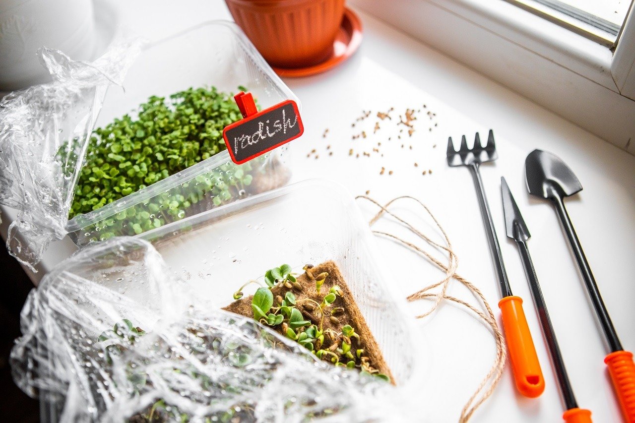 Microgreens Growing Kit