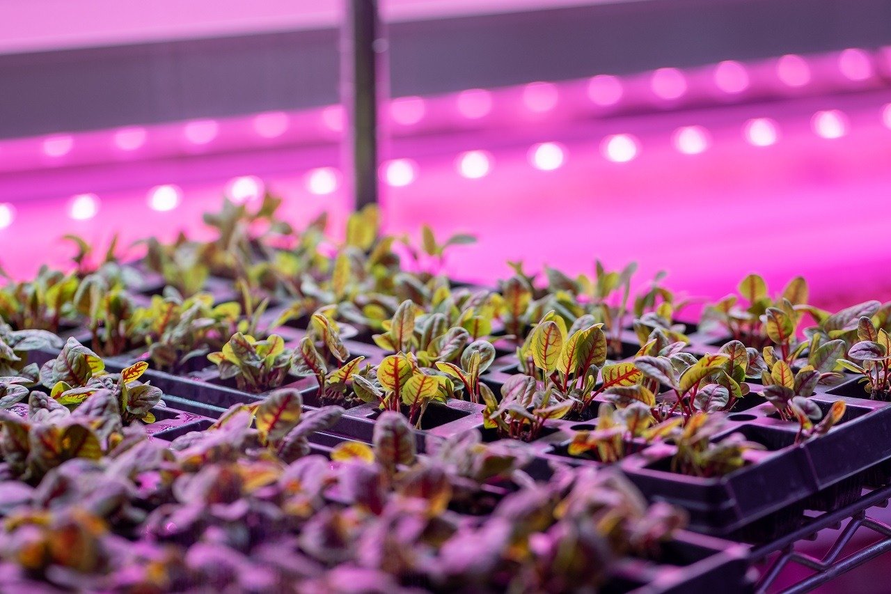 Microgreens growing hydroponically in vertically stacked layers, hydroponic indoor vertical garden