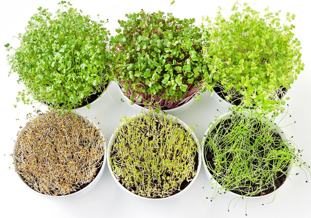 Six microgreens in white bowls from above