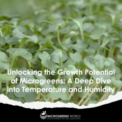 Optimal Temperature and Humidity When Growing Microgreens