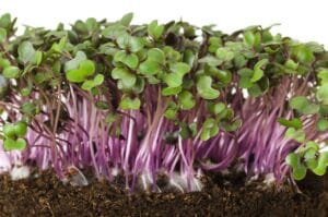 Red cabbage microgreens with purple stems and green seed leaves rising from dark soil, side view on a white background