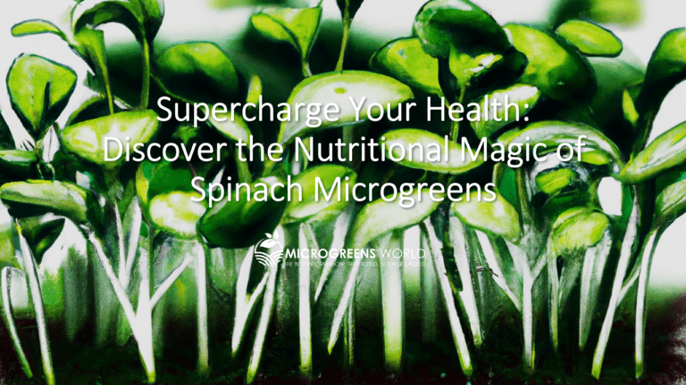 Spinach Microgreens Nutrition