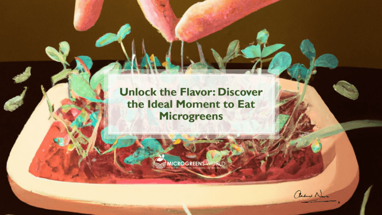Unlock the Flavor: Discover the Ideal Moment to Eat Microgreens