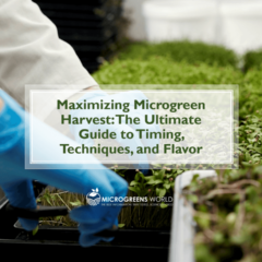 when to harvest microgreens