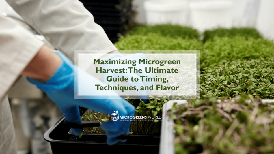 when to harvest microgreens