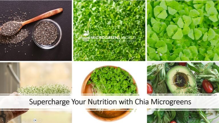 Chia Microgreens Nutrition