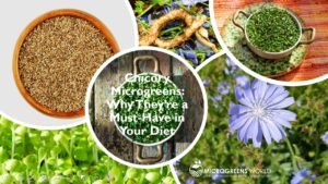 Chicory Microgreens Nutrition