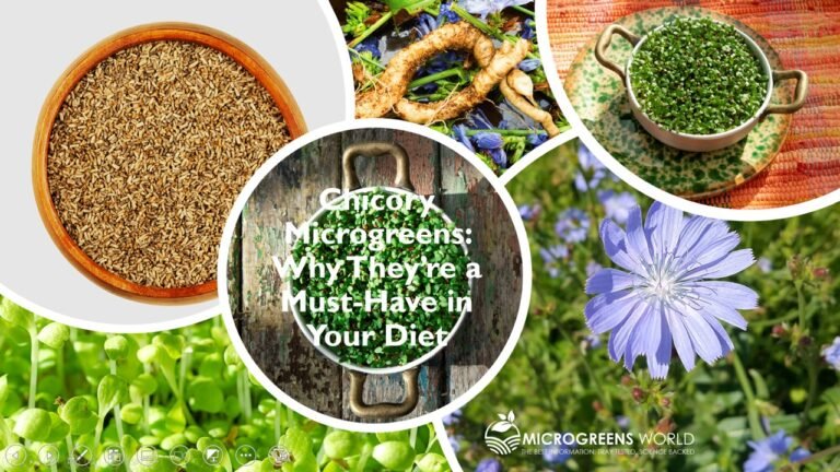 Chicory Microgreens Nutrition