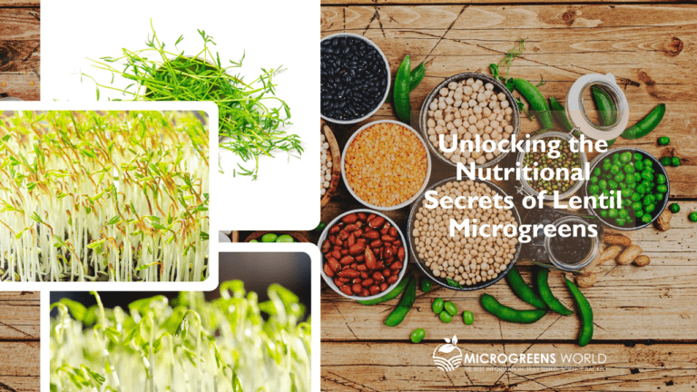 Lentil Microgreens Nutrition