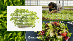 Lettuce Microgreens Nutrition