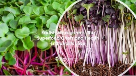 Radish Microgreens Nutrition close up