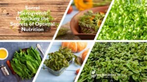 Sorrel Microgreens Nutrition: Meals and Growth