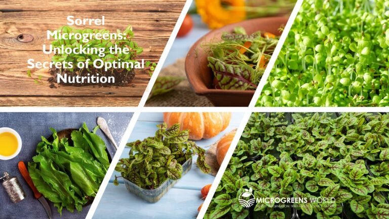 Sorrel Microgreens Nutrition: Meals and Growth