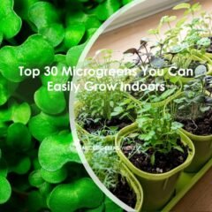 Top 30 Microgreens You Can Easily Grow Indoors