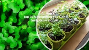 Top 30 Microgreens You Can Easily Grow Indoors
