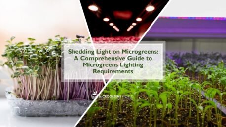 Understanding Microgreens Light Requirements