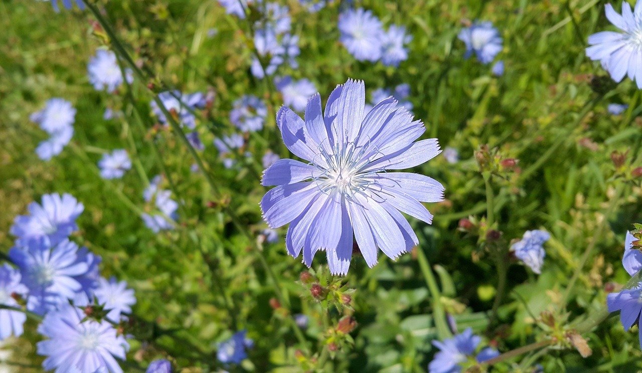 Bueatiful Blue Chicory Flower