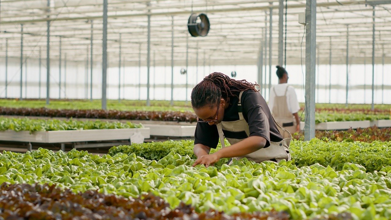 Bio crops farm worker inspecting at green lettuce leaves cultivating organic plants checking for pests.