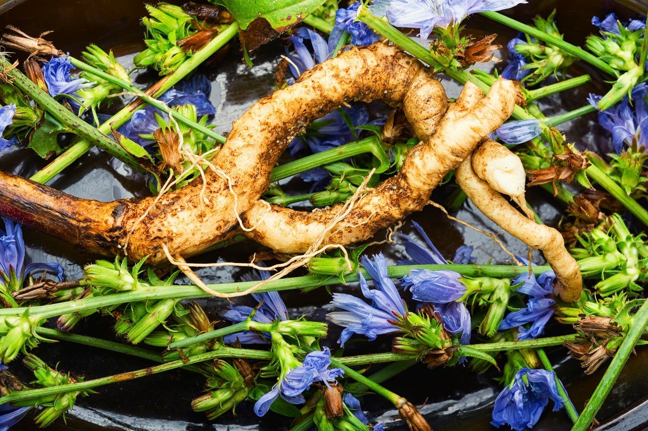 Chicory root, and the nutritional content of microgreens