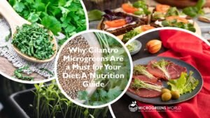 Cilantro Microgreens Nutrition