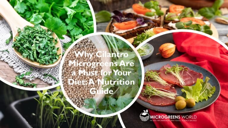 Cilantro Microgreens Nutrition