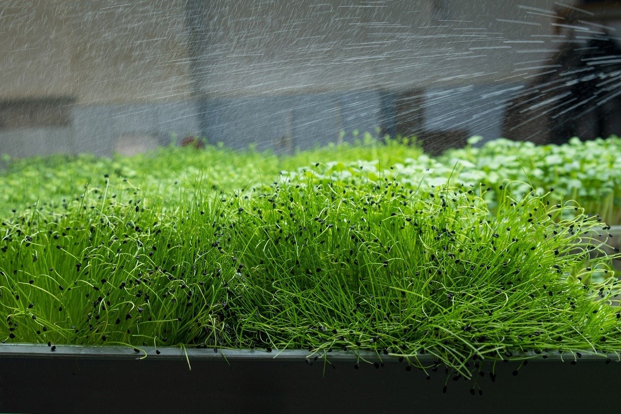 A city farm growing microgreens using eco-friendly practices.