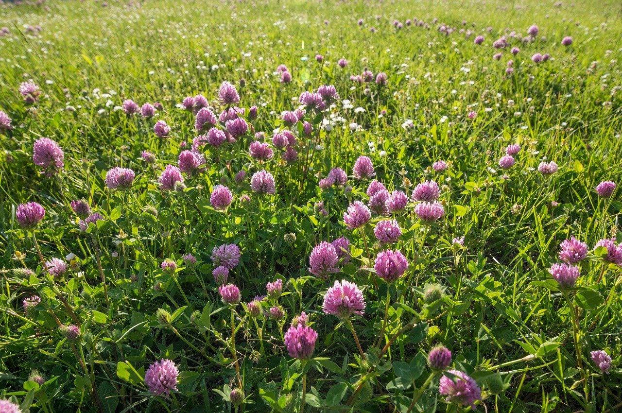 Close up wild red clover (microgreens), Trifolium pratense, a perennial and common in Europe especially in natural meadows, fallow land and extensively managed meadows
