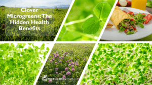 Red Clover Microgreens (Trifolium pratense)