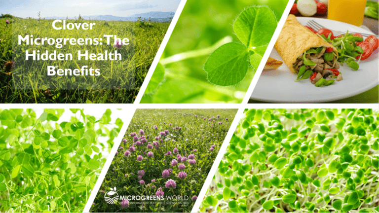 Red Clover Microgreens (Trifolium pratense)