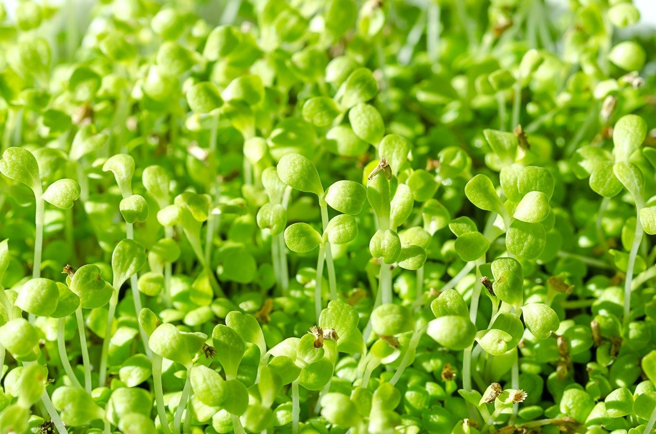 Common chicory microgreens close-up