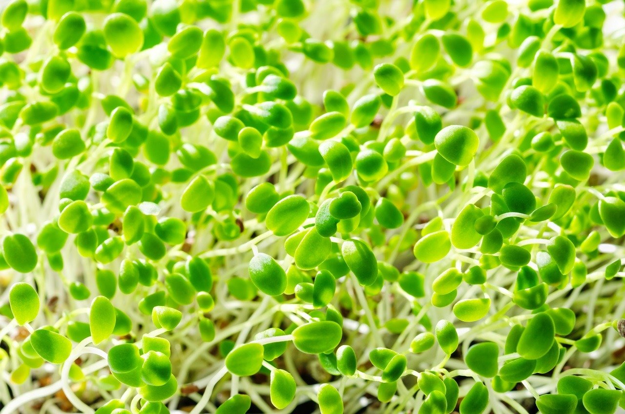Crimson Clover Microgreens