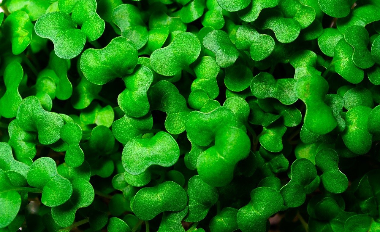 Fresh microgreens closeup.