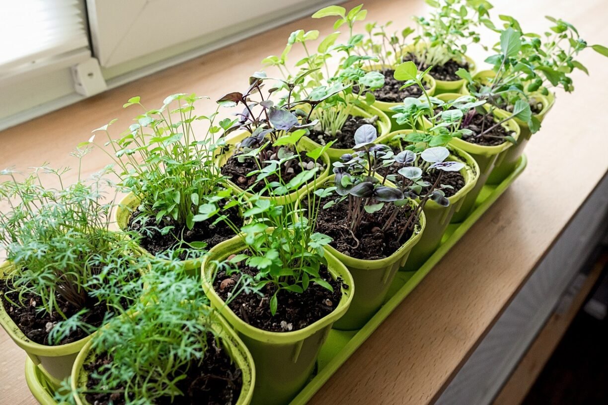Growing microgreens on the windowsill Growing microgreens on the windowsill