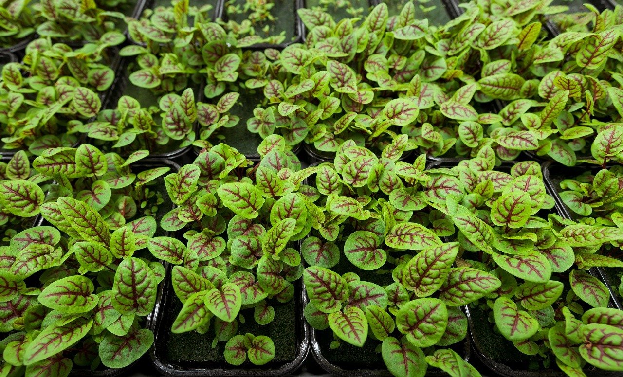 Growing Sorrel Microgreens at Home