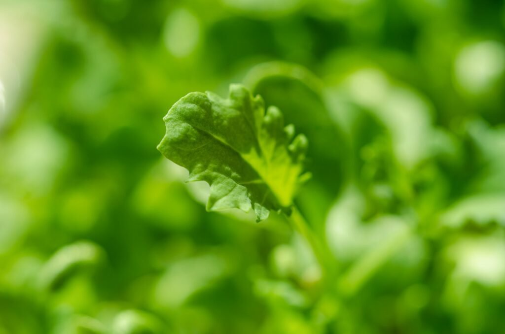 Unlocking the Nutritional Powerhouse The Kale Microgreens Guide