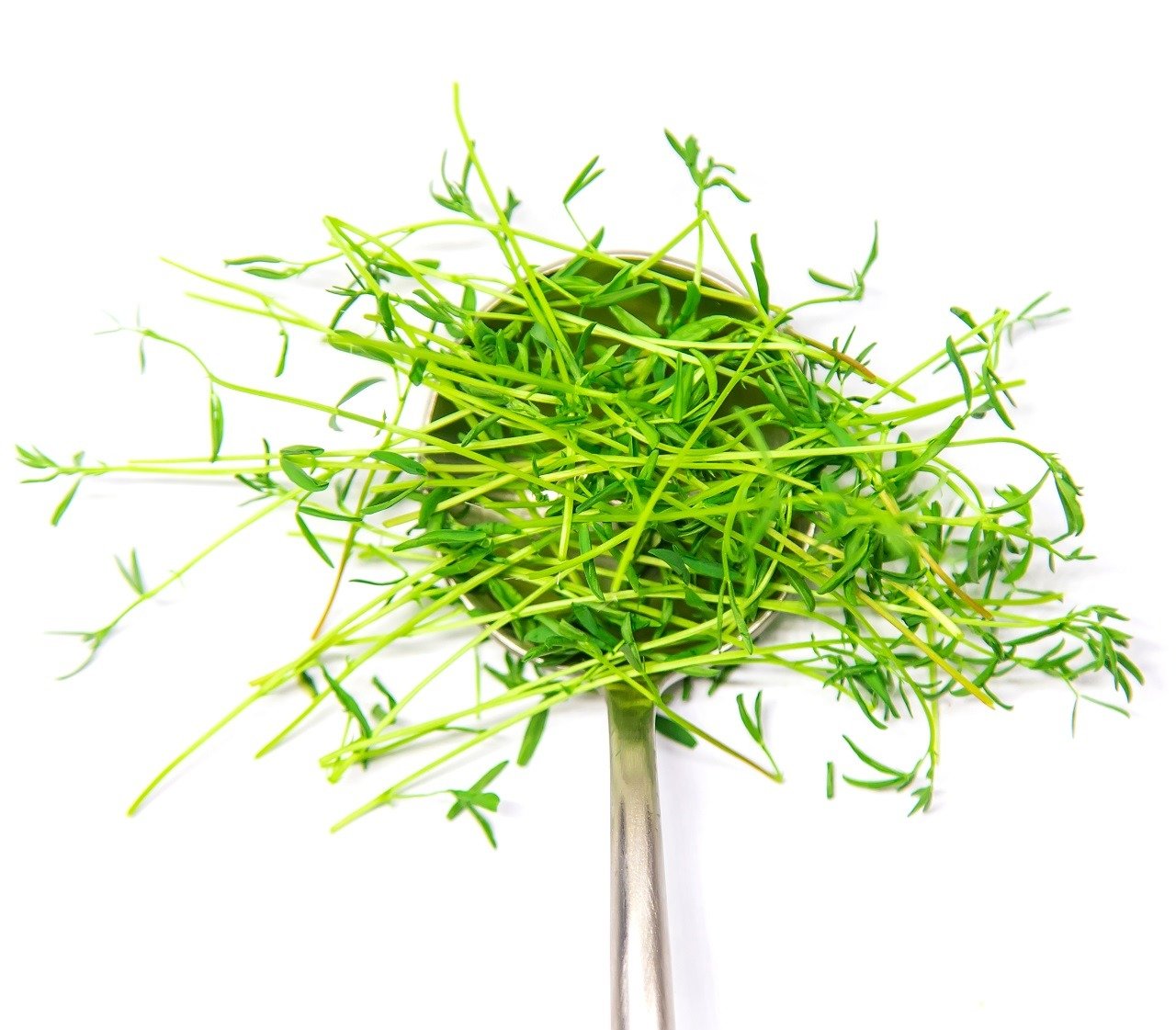 Lentil Microgreens on white background