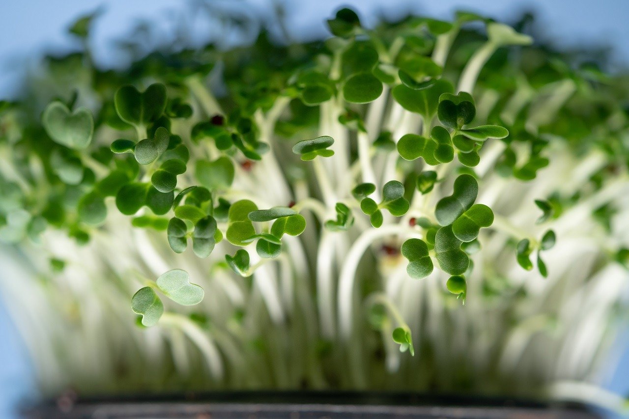 New life plant. Closeup of basil microgreens