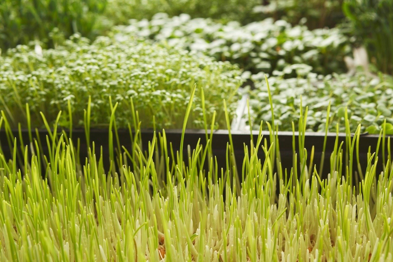 Organic growing microgreens closeup