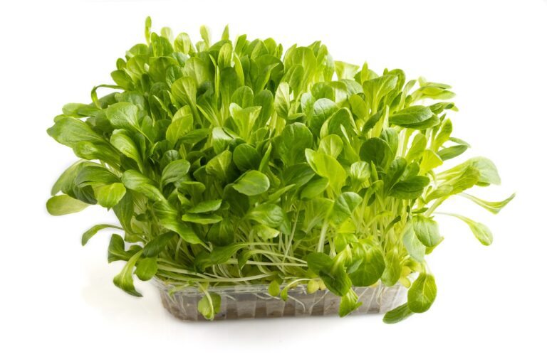 A clear tub of green lettuce microgreens on a white ground, leaves spilling over the rim.