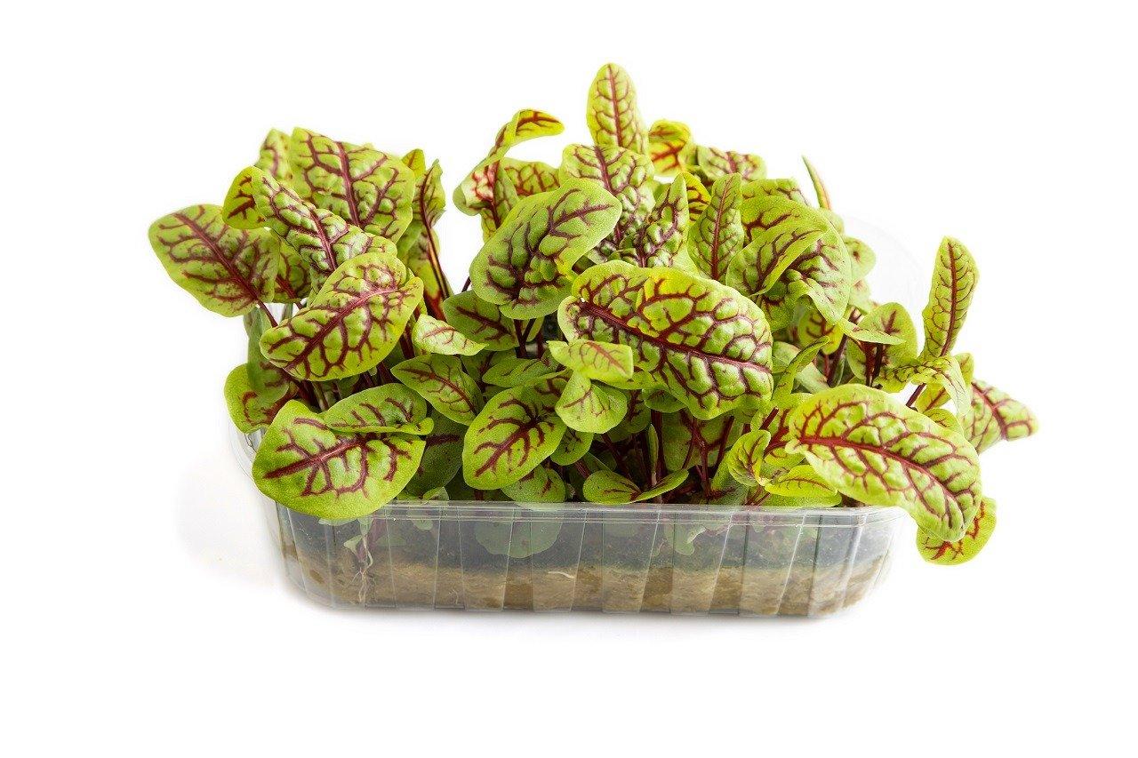 Plastic box with Sorrel microgreen