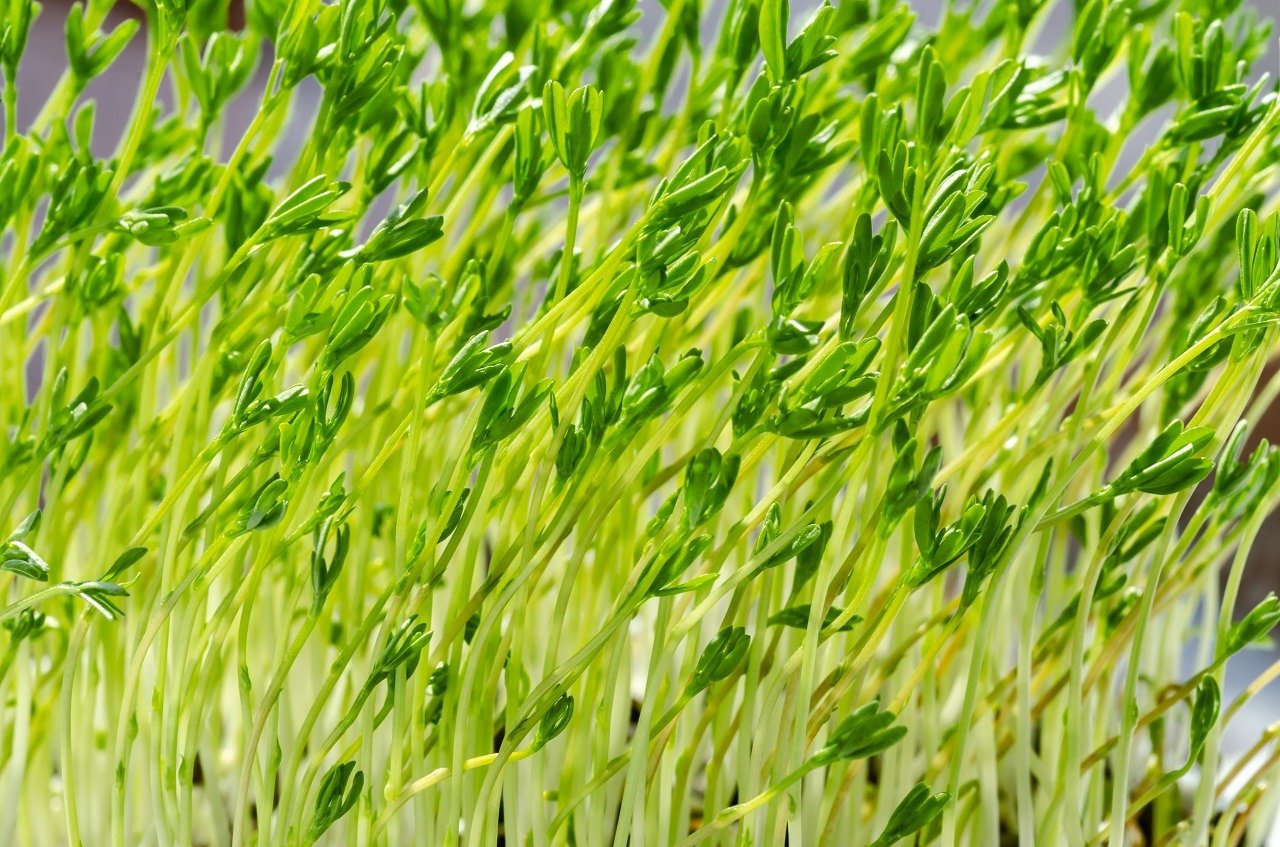 Lentil Microgreens: Sprouting Pyu lentil microgreens macro closeup