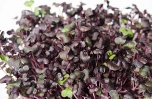 Dense purple radish microgreens close up, a few green seed leaves among the purple ones