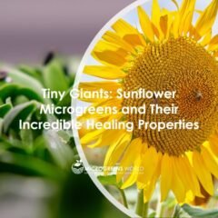 Sunflower Microgreens Nutrition