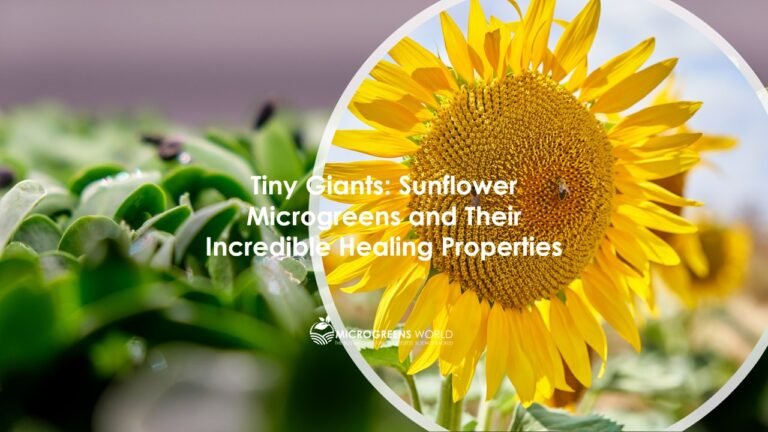 Sunflower Microgreens Nutrition
