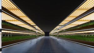 The Winding Road from Microgreens Farm Passion to Profit